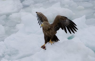 White-Tailed Sea Eagle