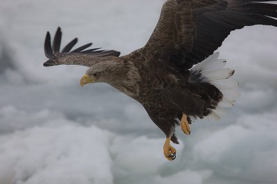 White-Tailed Sea Eagle