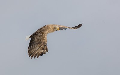 White-Tailed Sea Eagle