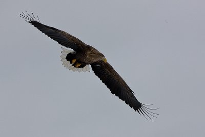 White-Tailed Sea Eagle
