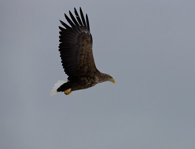 White-Tailed Sea Eagle