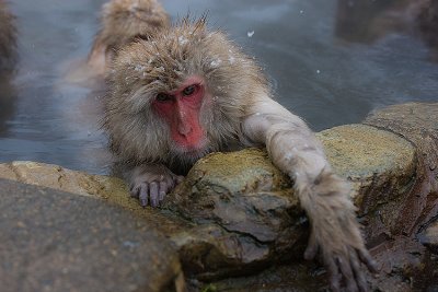 Snow Monkey