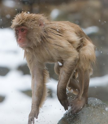 Snow Monkey getting out of water