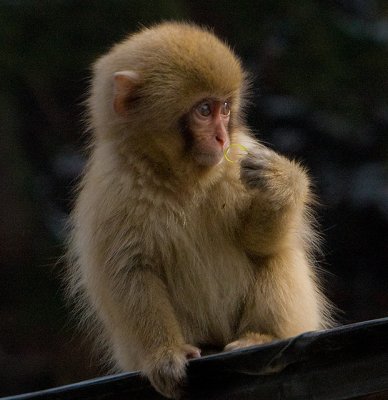 Snow Monkey baby from our room