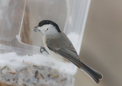 Marsh Tit