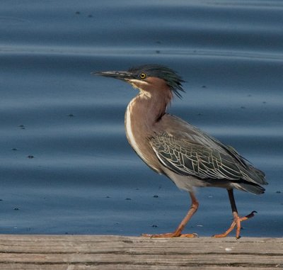 Green Heron with wind blown top knot