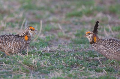 Greater Prairie Chickens displaying