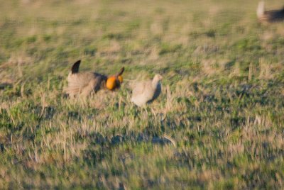 Greater Prairie Chickens courting