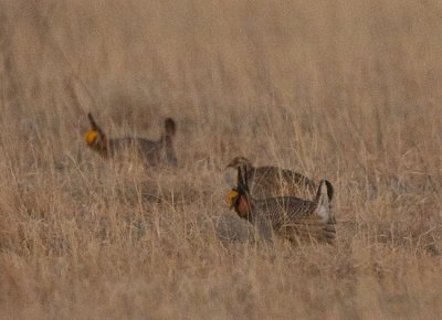 Lesser Prairie Chicken