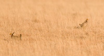 Lesser Prairie Chicken