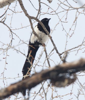 Black-billed Magpie