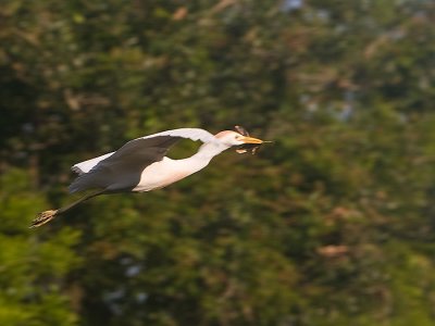 Cattle Egret in flight with nesting material
