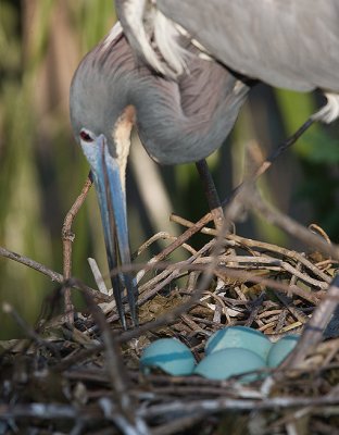 Tricolored Heron inspects eggs