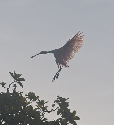 Roseate Spoonbill in flight,a silhouette shot