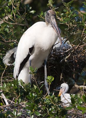 Wood Stork with chick