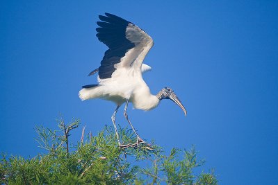 Wood Stork lands