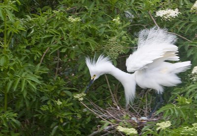 Snowy Egret and eggs