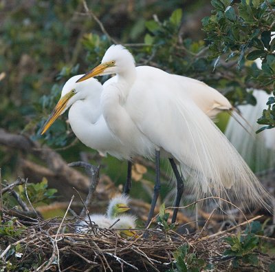 Great Egrets guarding chick