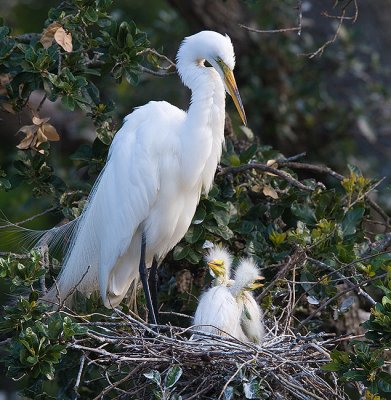 Great Egret mom and chicks
