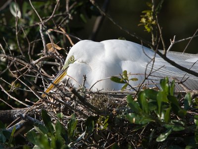 Great Egret mom on nest