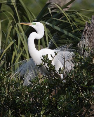 Great Egret