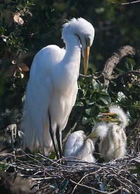 Great Egret mom and chicks