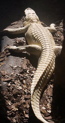 Albino Alligator