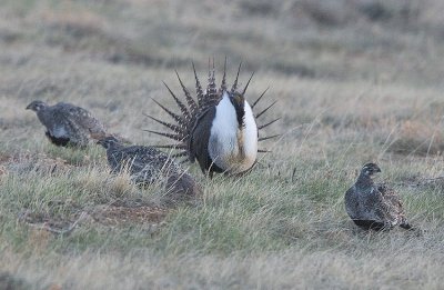 Greater Sage Grouse fails to impress