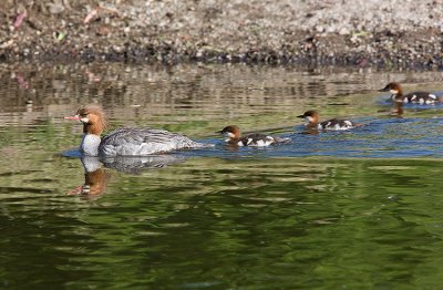 Common Merganser,female in breeding plumage with chicks