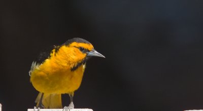 Bullock's Orioles