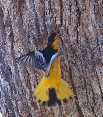 Bullocks Oriole getting insects