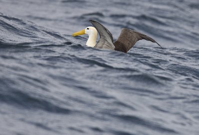 Waved Albatross