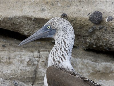 Blue-footed Booby