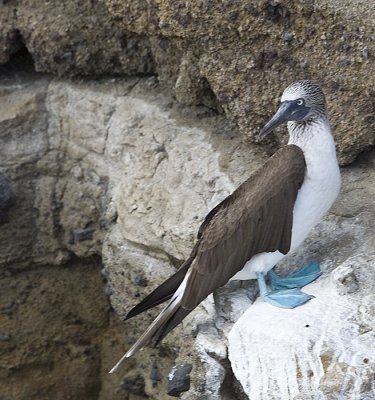 Blue-footed Booby