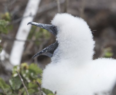 Red-Footed Booby chick