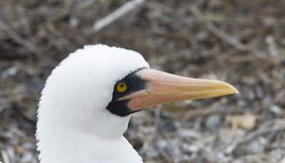 Nazca Booby