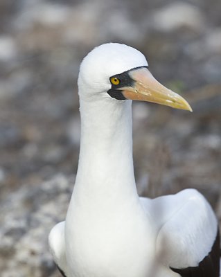 Nazca Booby