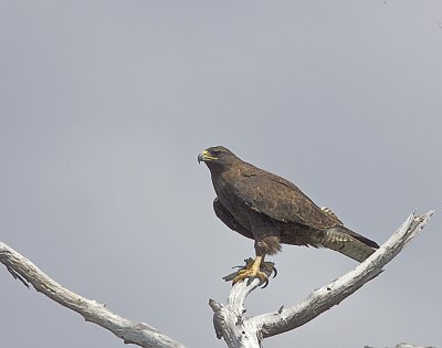 Galapagos Hawk