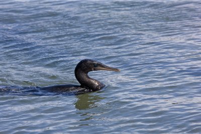 Flightless Cormorant swims for food