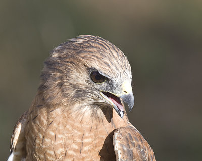 Red-shouldered Hawk