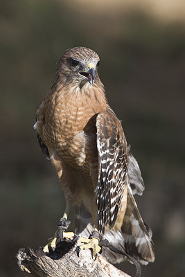 Red-shouldered Hawk