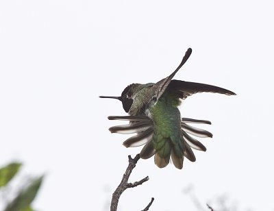 Anna's Hummingbird with tail spread