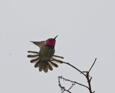 Anna's Hummingbird with tail spread