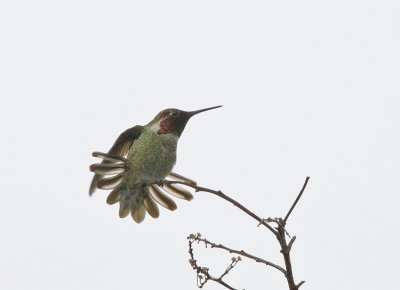 Annas Hummingbird with tail spread