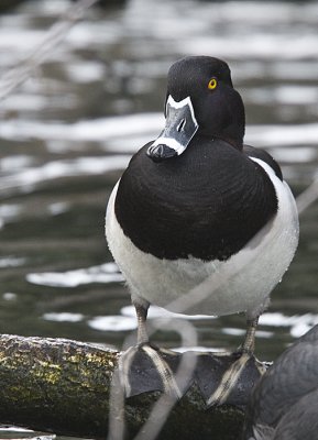 Ring-necked Duck,male