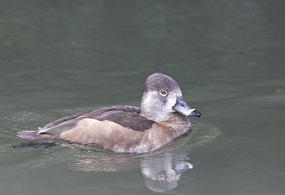 Ring-necked Duck,female