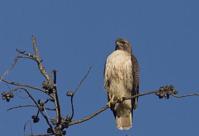 Red-tailed Hawk before flight
