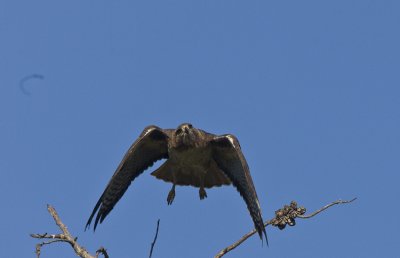 Red-tailed Hawk begins flight