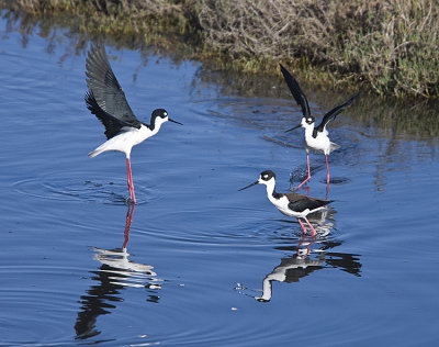 Male Stilts fighting over a female