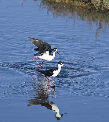 Male Stilts fighting over a female